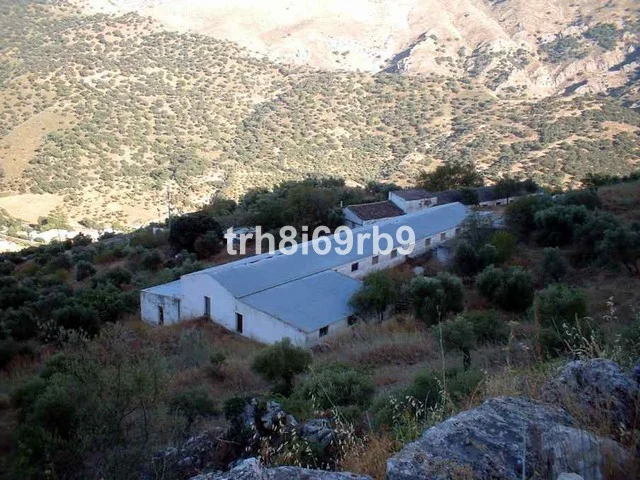 Gaj oliwny Ronda