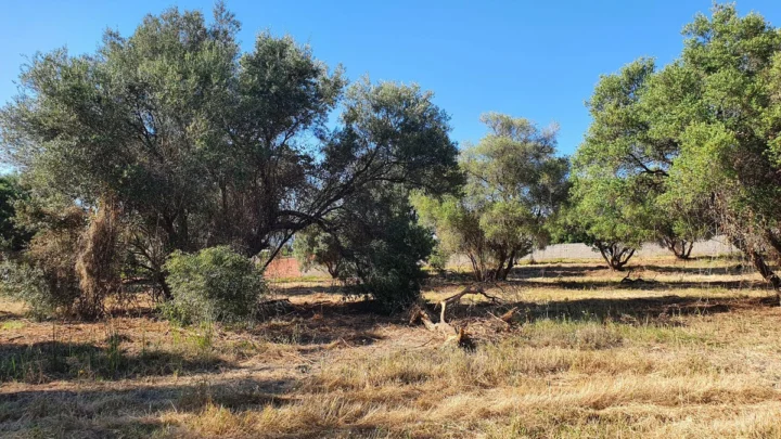 Ziemia San Pedro de Alcántara